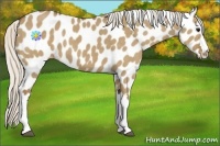 Horse Color:Silver Smoky Grullo Appaloosa 