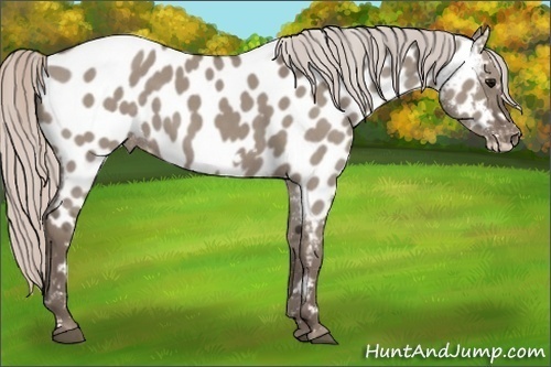 Horse Color:Silver Grullo Frame Appaloosa 