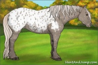 Horse Color:Silver Grullo Appaloosa 