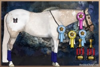 Horse Color:Silver Brown Dun Tobiano Snowcap