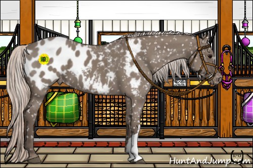 Horse Color:Silver Grullo Appaloosa 