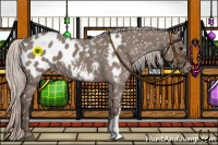 Horse Color:Silver Grullo Appaloosa 