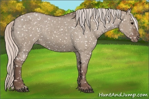 Horse Color:Silver Grullo Appaloosa