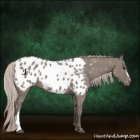 Horse Color:Silver Grullo Appaloosa 