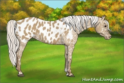 Horse Color:Silver Smoky Grullo Appaloosa 