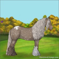 Horse Color:Silver Grullo Appaloosa