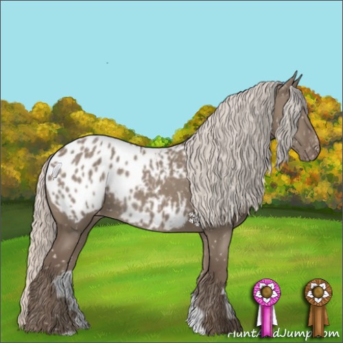 Horse Color:Silver Grullo Appaloosa 