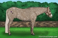 Horse Color:Silver Grullo Appaloosa 