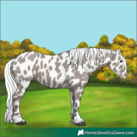 Horse Color:Platinum Silver Smoky Grullo Appaloosa