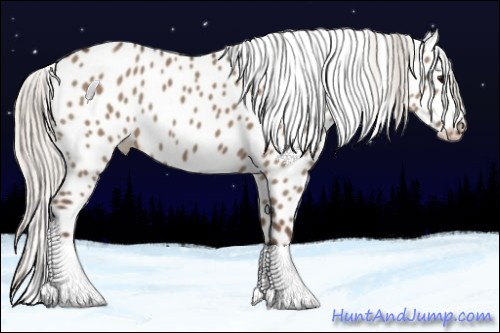 Horse Color:Silver Grullo Appaloosa 
