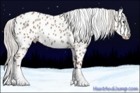 Horse Color:Silver Grullo Appaloosa 