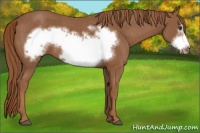 Horse Color:Chestnut Frame Rabicano 