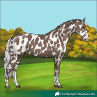 Horse Color:Silver Black Appaloosa 