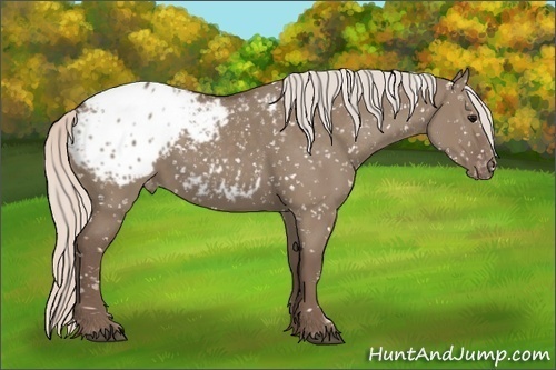 Horse Color:Silver Grullo Appaloosa 