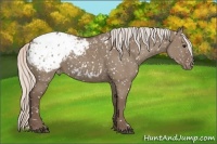 Horse Color:Silver Grullo Appaloosa 