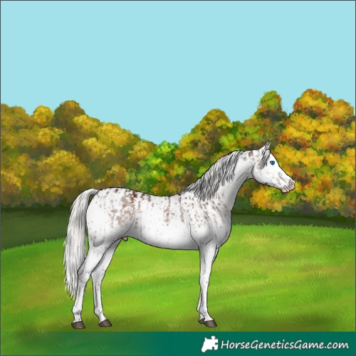 Horse Color:Silver Brown Dun Splash Rabicano Brindle  and Liver Red Dun Mushroom Tobiano Appaloosa Rabicano 