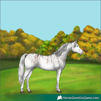 Horse Color:Silver Brown Dun Splash Rabicano Brindle  and Liver Red Dun Mushroom Tobiano Snowflake Varnish Rabicano 