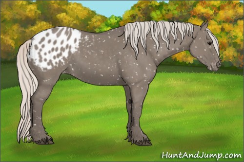 Horse Color:Silver Grullo Appaloosa