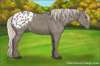 Horse Color:Silver Grullo Appaloosa 