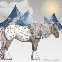 Horse Color:Silver Grullo Appaloosa 