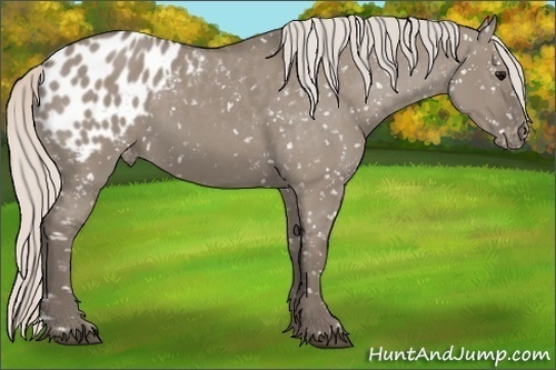 Horse Color:Silver Grullo Appaloosa 