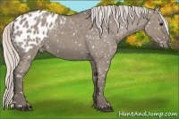 Horse Color:Silver Grullo Appaloosa 