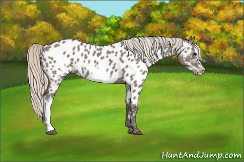 Horse Color:Silver Grullo Frame Near Leopard 