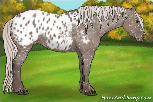 Horse Color:Silver Grullo Appaloosa 