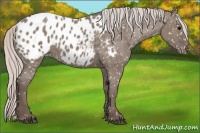 Horse Color:Silver Grullo Appaloosa 