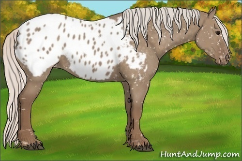 Horse Color:Silver Grullo Appaloosa 