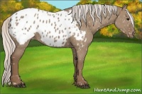 Horse Color:Silver Grullo Appaloosa 