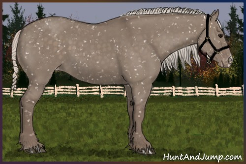 Horse Color:Silver Grullo Appaloosa 
