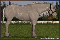 Horse Color:Silver Grullo Appaloosa 