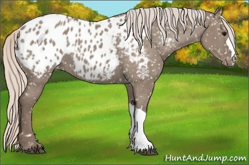Horse Color:Silver Grullo Appaloosa 