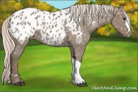 Horse Color:Silver Grullo Appaloosa 