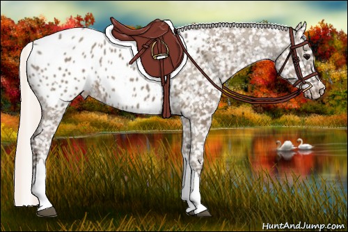 Horse Color:Silver Grullo Appaloosa 