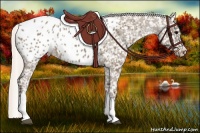 Horse Color:Silver Grullo Appaloosa