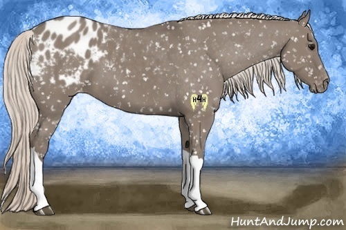 Horse Color:Silver Grullo Appaloosa 
