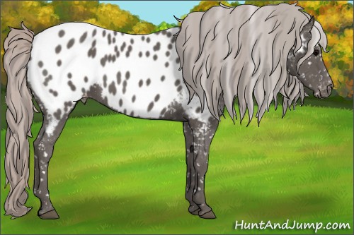 Horse Color:Silver Black Appaloosa 