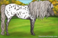 Horse Color:Silver Black Near Leopard 