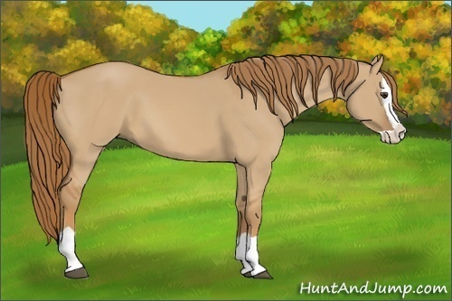 Horse Color:Red Dun Splash