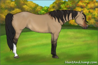 Horse Color:Gray Bay Dun 