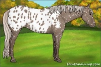 Horse Color:Silver Grullo Appaloosa 