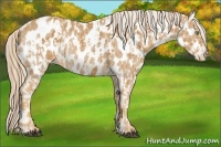 Horse Color:Palomino Appaloosa  and Palomino Appaloosa 