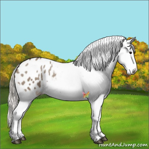 Horse Color:Silver Grullo Appaloosa 