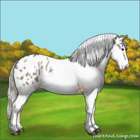 Horse Color:Silver Grullo Appaloosa