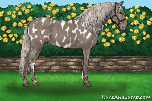Horse Color:Silver Grullo Appaloosa 