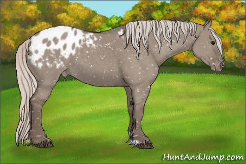 Horse Color:Silver Grullo Appaloosa 