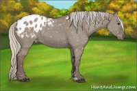 Horse Color:Silver Grullo Appaloosa 