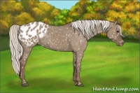 Horse Color:Silver Grullo Appaloosa 